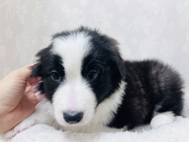 超ホヤホヤ最新画像✨️激カワビックベイビー❣️会ったら一目惚れ間違いなし❗️ボーダーコリーの女の子❗️ ボーダーコリー