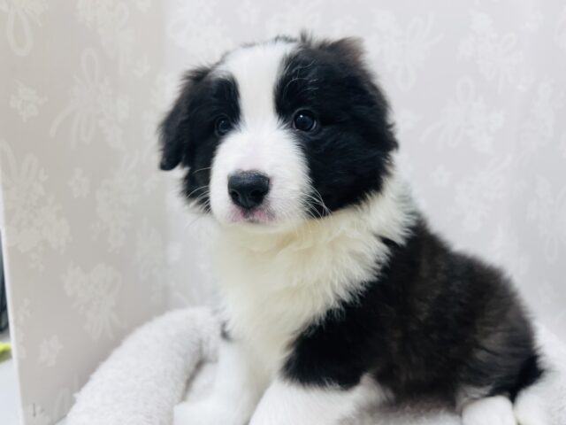超ホヤホヤ最新画像✨️激カワビックベイビー❣️会ったら一目惚れ間違いなし❗️ボーダーコリーの女の子❗️ ボーダーコリー