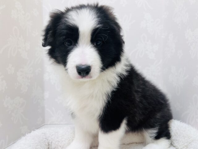超ホヤホヤ最新画像✨️激カワビックベイビー❣️会ったら一目惚れ間違いなし❗️ボーダーコリーの女の子❗️ ボーダーコリー