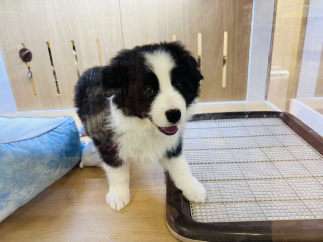 超ホヤホヤ最新画像✨️激カワビックベイビー❣️会ったら一目惚れ間違いなし❗️ボーダーコリーの女の子❗️ ボーダーコリー