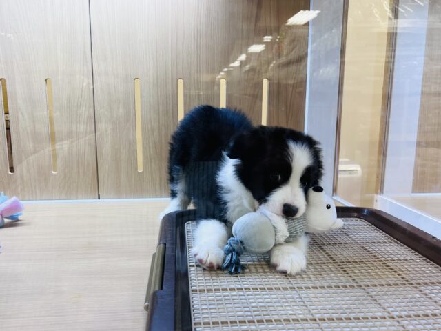 超ホヤホヤ最新画像✨️激カワビックベイビー❣️会ったら一目惚れ間違いなし❗️ボーダーコリーの女の子❗️ ボーダーコリー