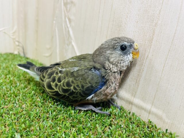 アキクサインコ（秋草インコ）