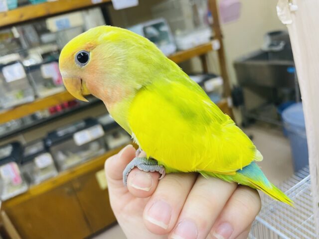 コザクラインコ（小桜インコ）