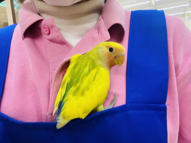 コザクラインコ（小桜インコ）