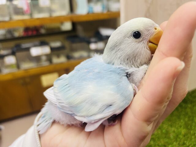 コザクラインコ（小桜インコ）