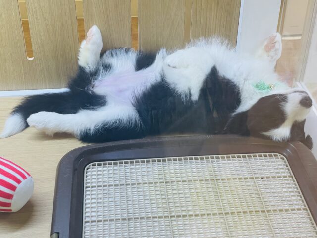 ボーダーコリー