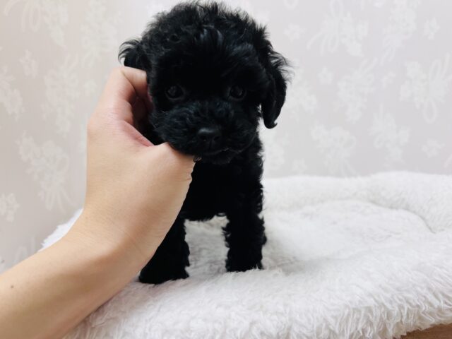 まっくろくろすけ出ておいで❗️呼んだら来てくれる甘えん坊黒プーちゃん❗️ トイプードル