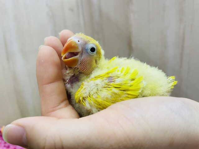 ヤマブキボタンインコ