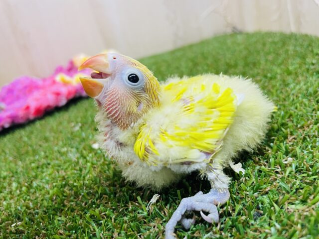 ヤマブキボタンインコ