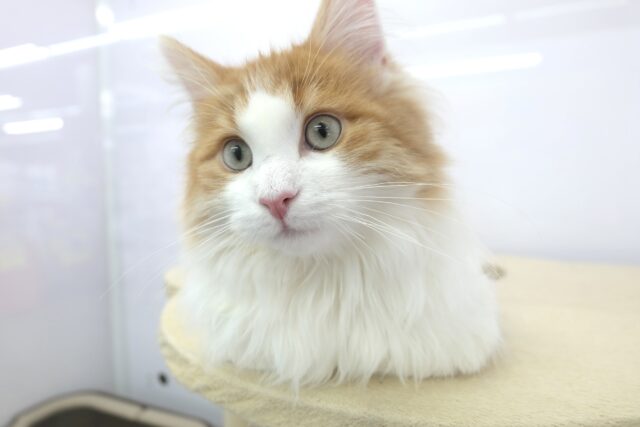 ノルウェージャンフォレストキャット