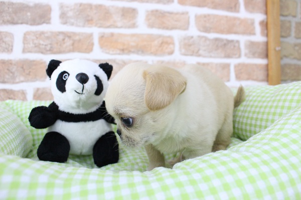 ペキチワ（ペキチー、チワペキ）