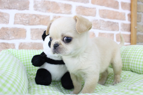 ペキチワ（ペキチー、チワペキ）