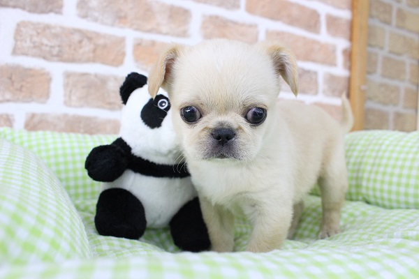 ペキチワ（ペキチー、チワペキ）