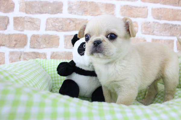 ペキチワ（ペキチー、チワペキ）