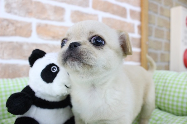 ペキチワ（ペキチー、チワペキ）