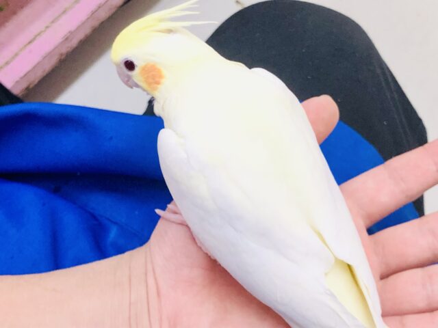 オカメインコ