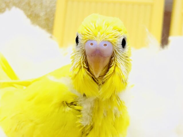 セキセイインコ