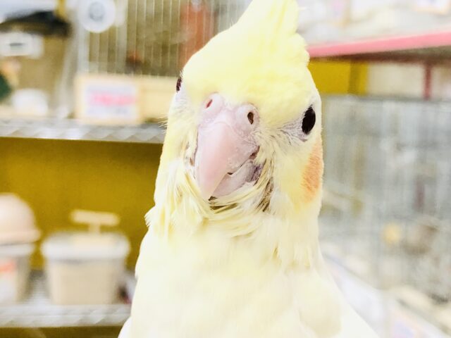 オカメインコ