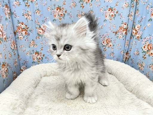 スコティッシュフォールド