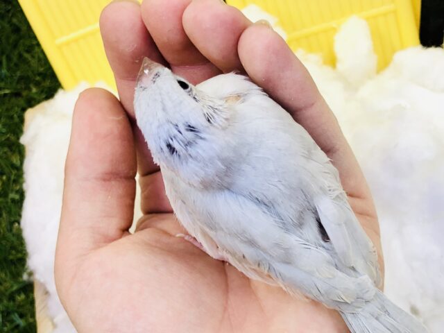シルバー文鳥