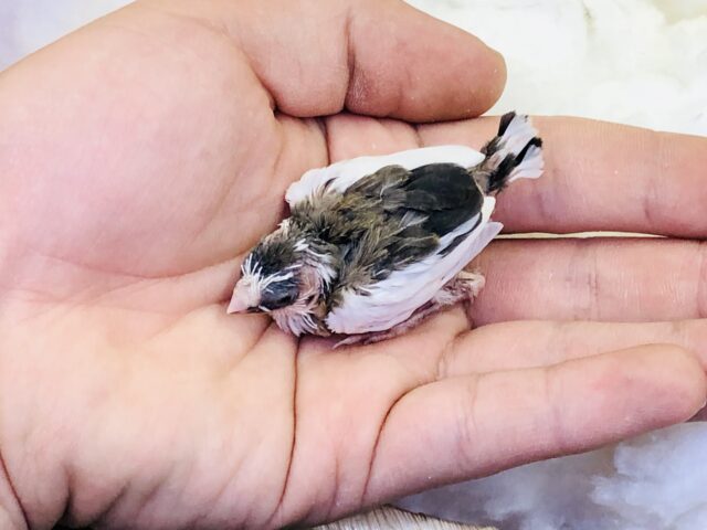 やってきました!! 十姉妹ヒナちゃん(^^♪ 十姉妹(ジュウシマツ)