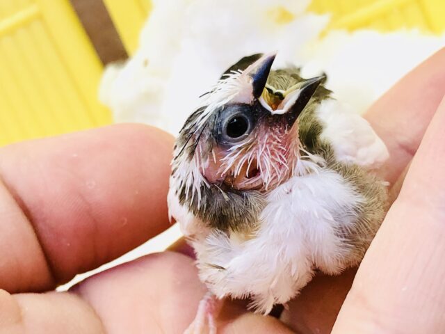 十姉妹（ジュウシマツ）