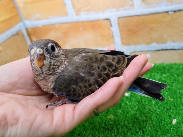 アキクサインコ（秋草インコ）