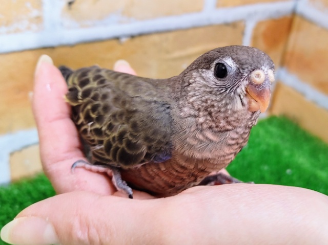 アキクサインコ（秋草インコ）