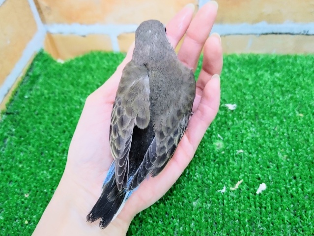 アキクサインコ（秋草インコ）