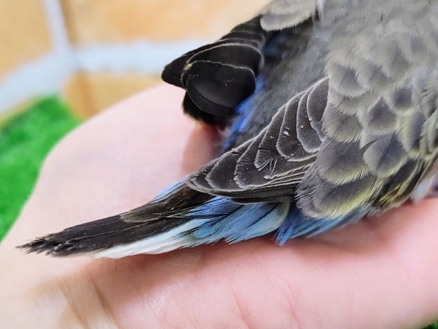 アキクサインコ（秋草インコ）