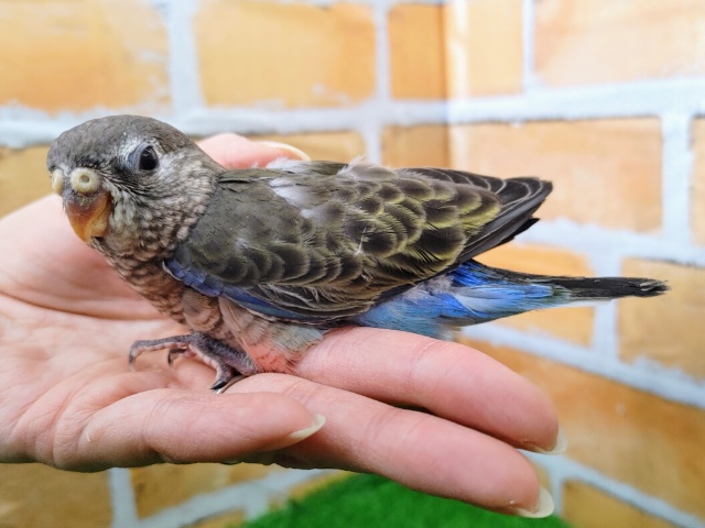 アキクサインコ（秋草インコ）