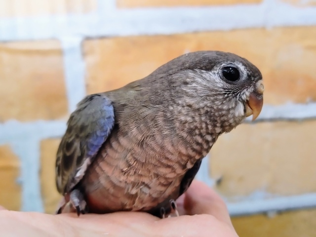 アキクサインコ（秋草インコ）