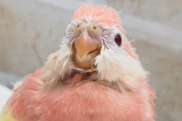 アキクサインコ（秋草インコ）