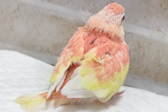 アキクサインコ（秋草インコ）