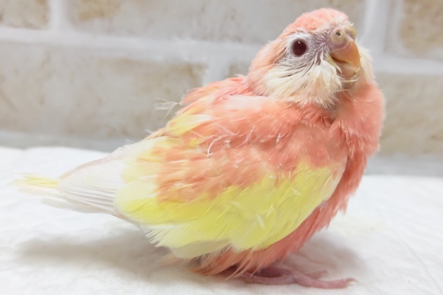 アキクサインコ（秋草インコ）