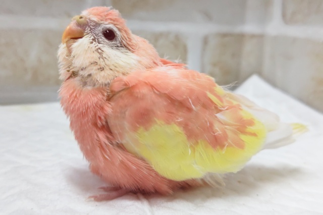 アキクサインコ（秋草インコ）