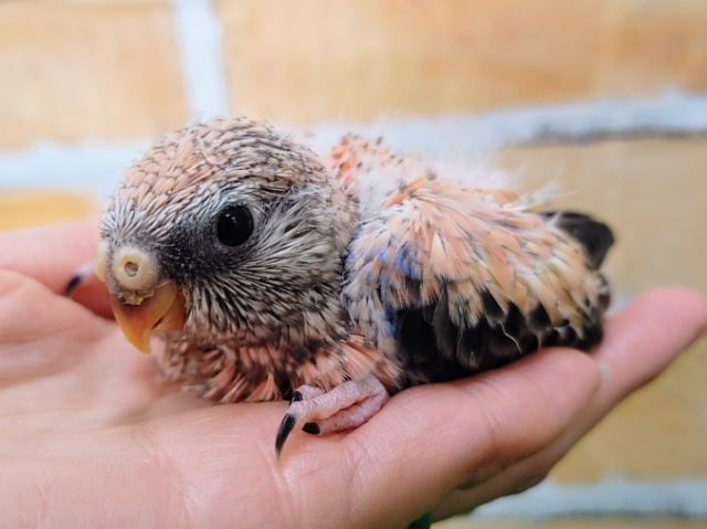 アキクサインコ（秋草インコ）