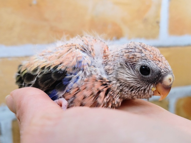 アキクサインコ（秋草インコ）