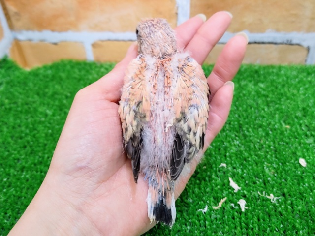 画像更新☆ピンク色の可愛い鳥さん✨アキクサインコ(ローズ)❤ アキクサインコ(秋草インコ)
