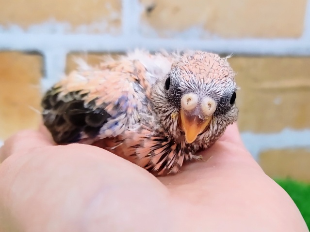 アキクサインコ（秋草インコ）