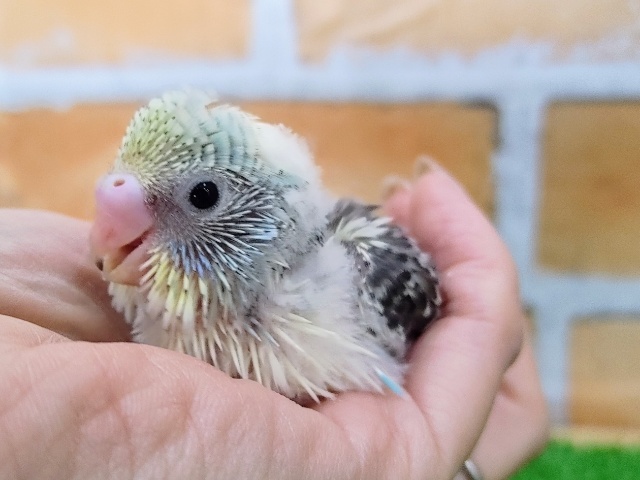 セキセイインコ
