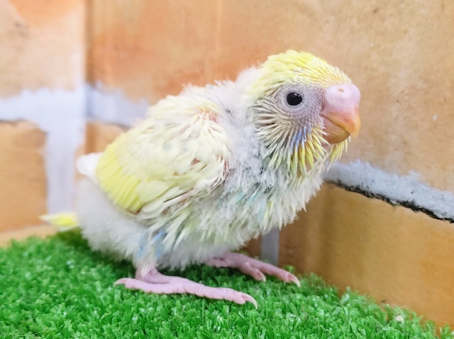 セキセイインコ