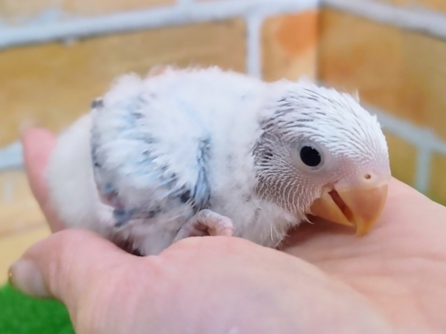 コザクラインコ（小桜インコ）