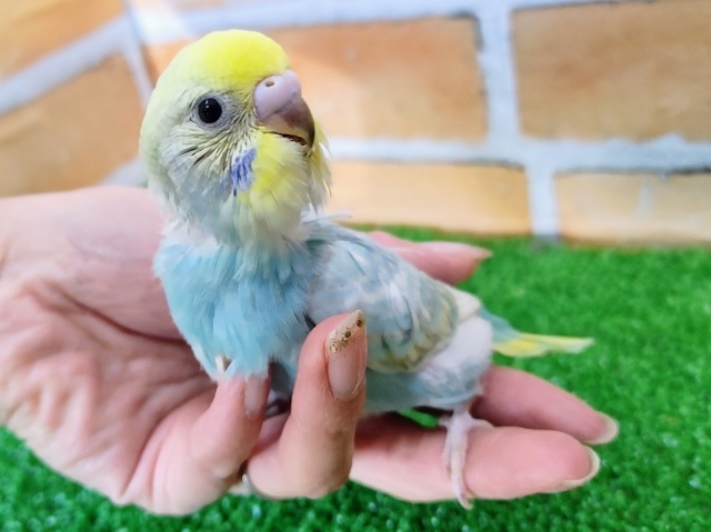 セキセイインコ