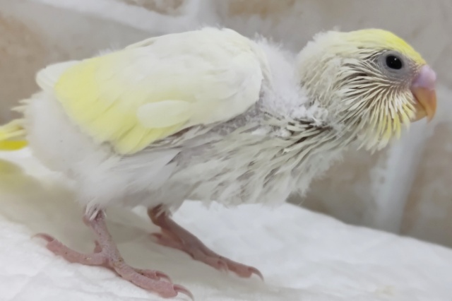 セキセイインコ