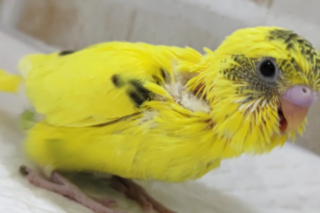 セキセイインコ