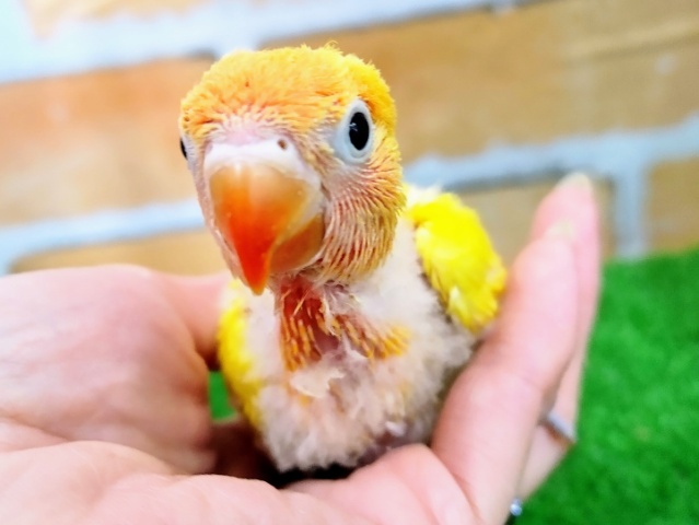 ヤマブキボタンインコ