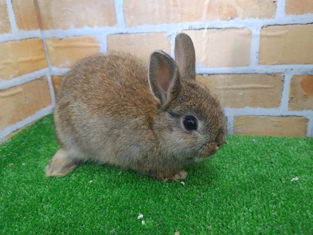 ネザーランドドワーフ