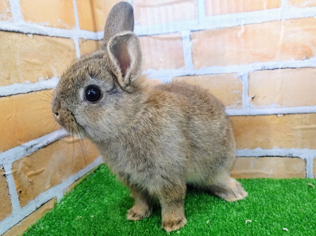 ネザーランドドワーフ