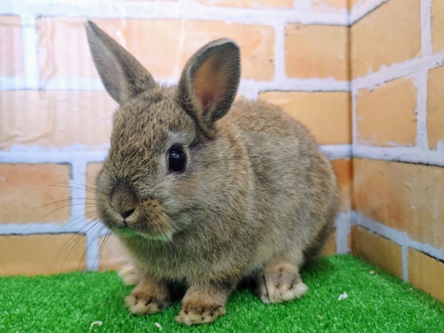 ネザーランドドワーフ